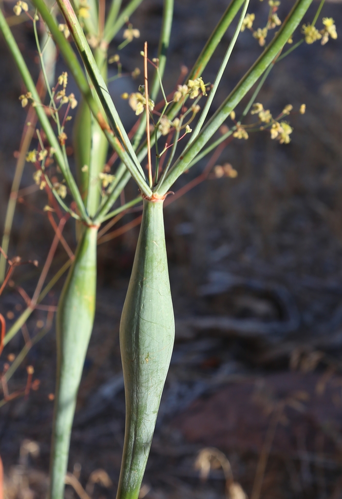 Inflated stem node