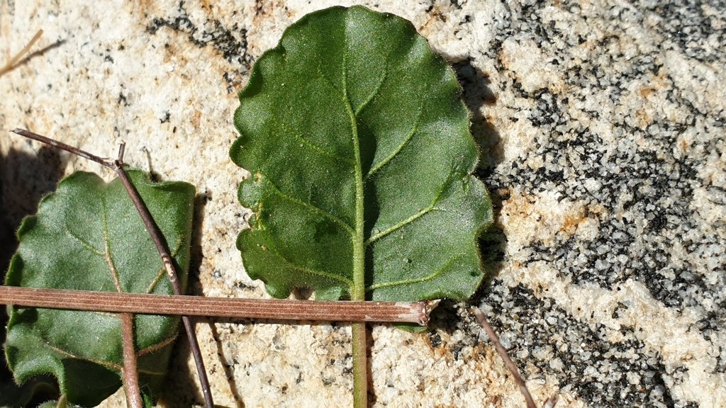 Underside if leaf and stem