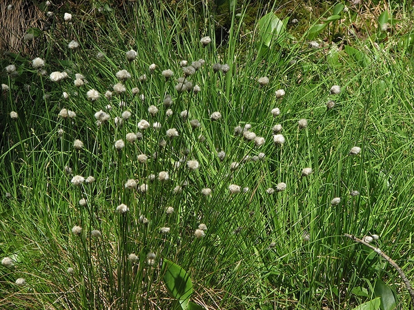 Eriophorum virginicum