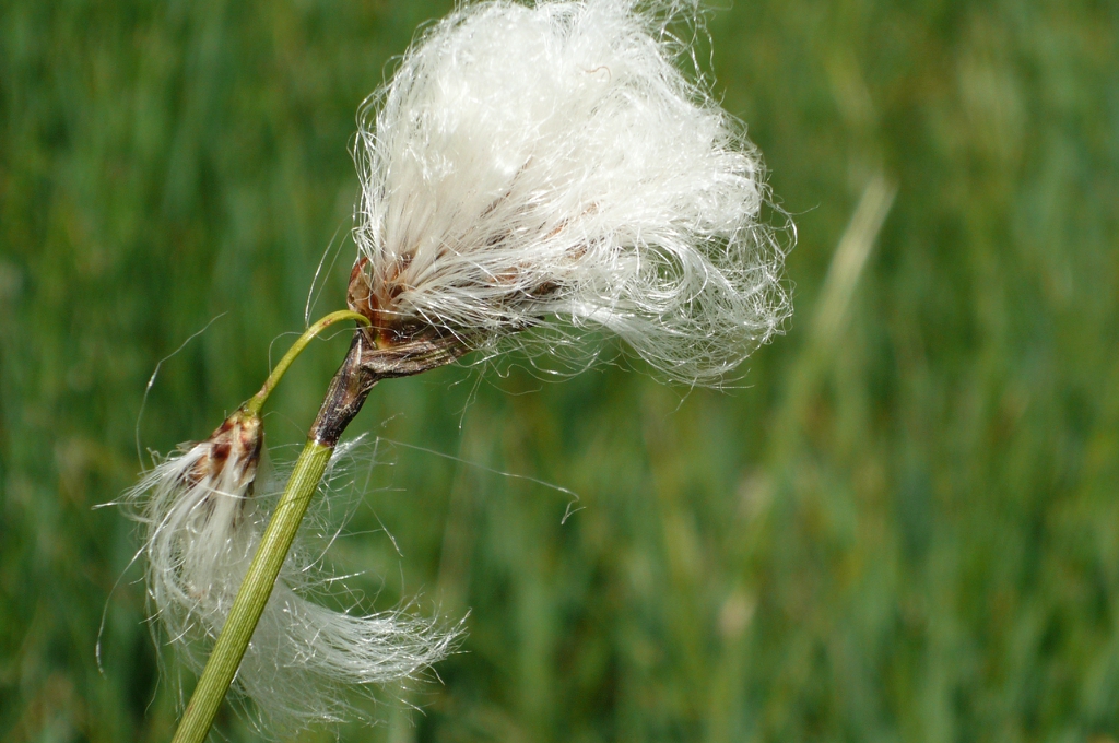 Close up of flower.