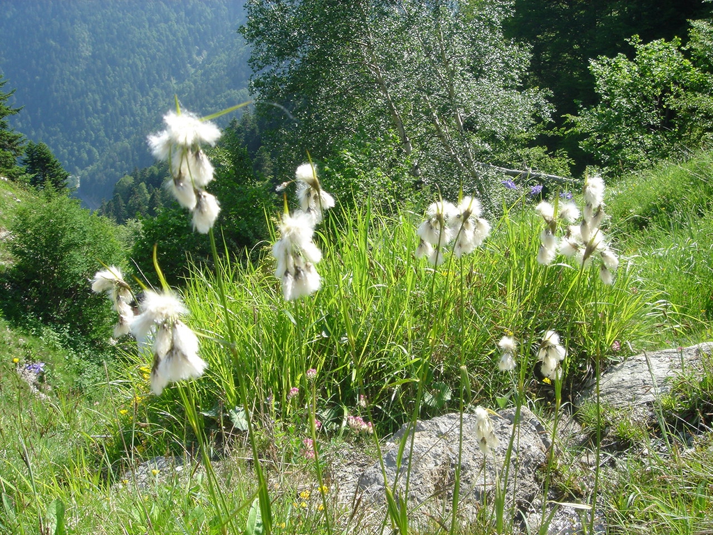 Eriophorum angustifolium