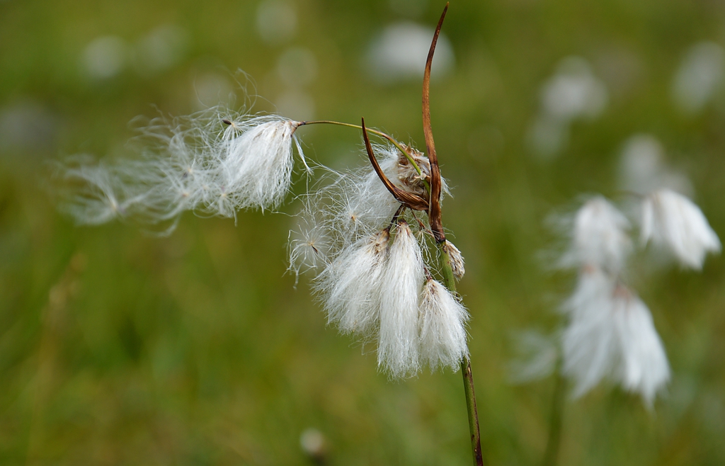 Eriophorum angustifolium