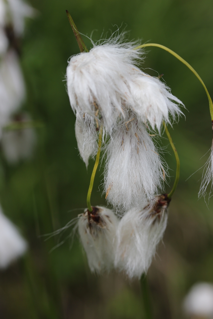 Eriophorum angustifolium