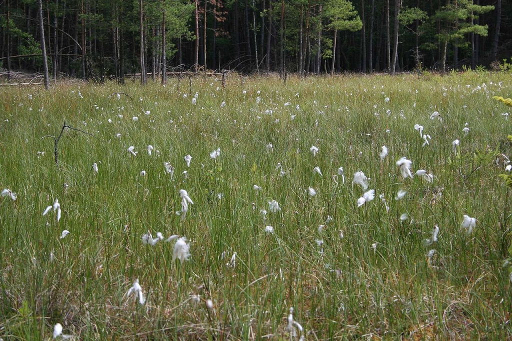 Eriophorum angustifolia