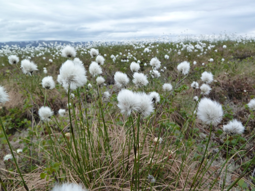 Eriophorum angustifolia