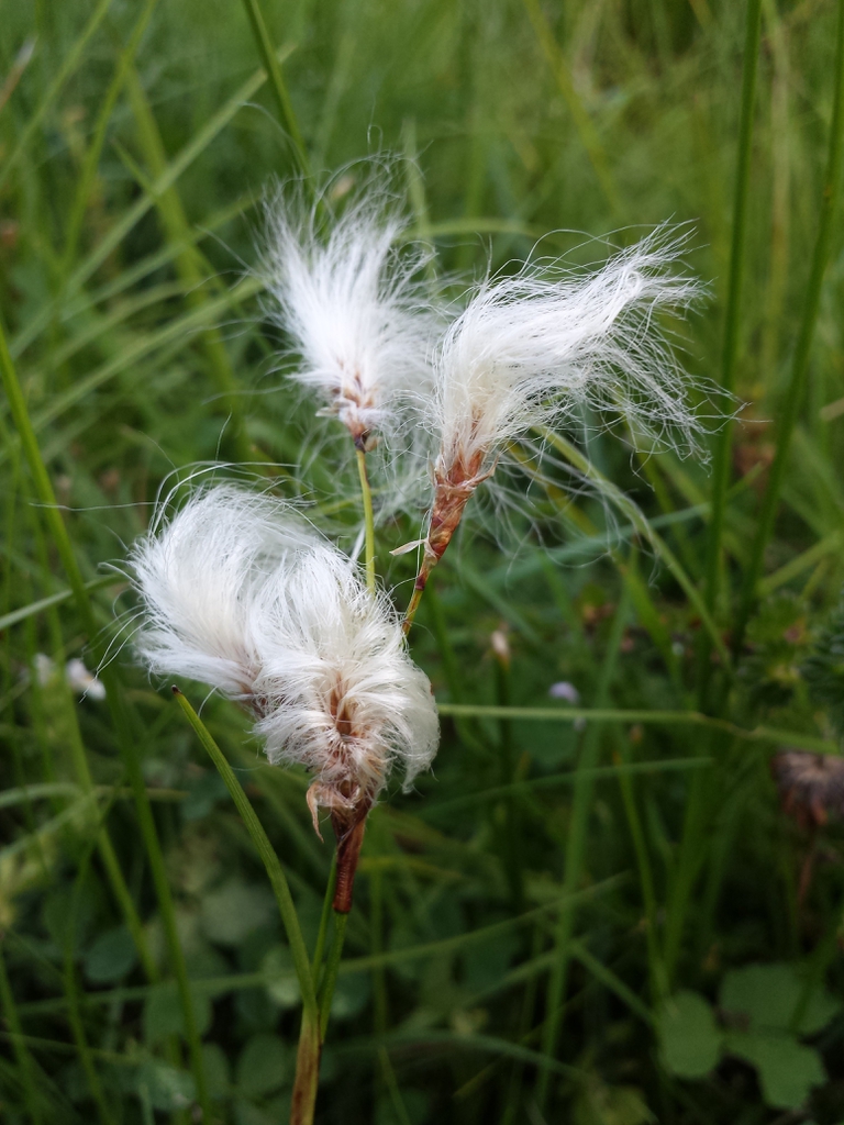 Eriophorum angustifolium