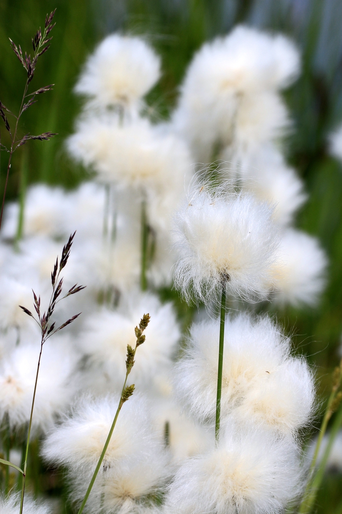 Eriophorum angustifolia