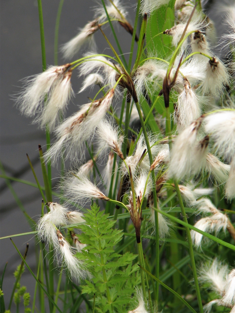 Eriophorum angustifolia