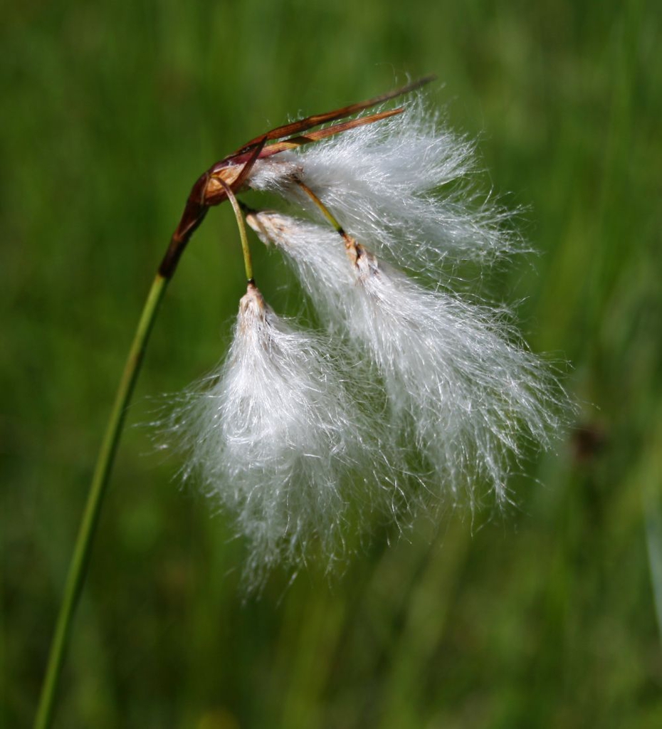 Eriophorum angustifolium