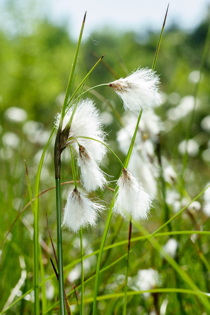 Eriophorum angustifolium