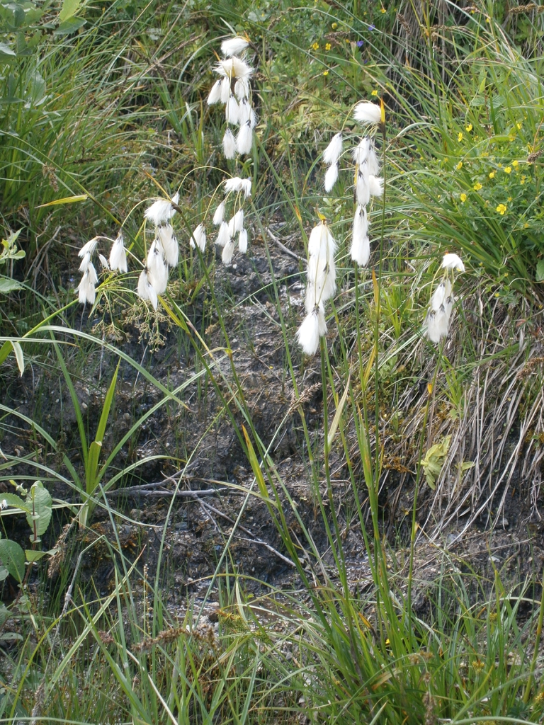 Form