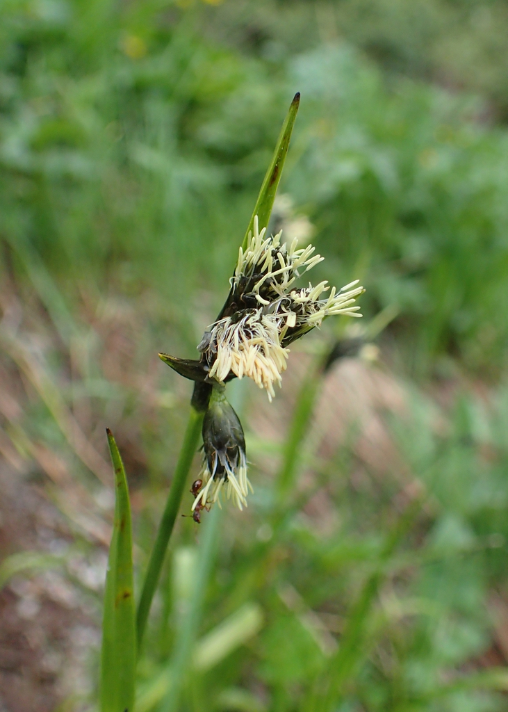 Eriophorum latifolia