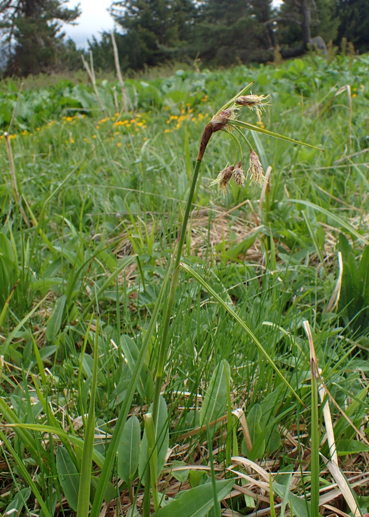 In a meadow