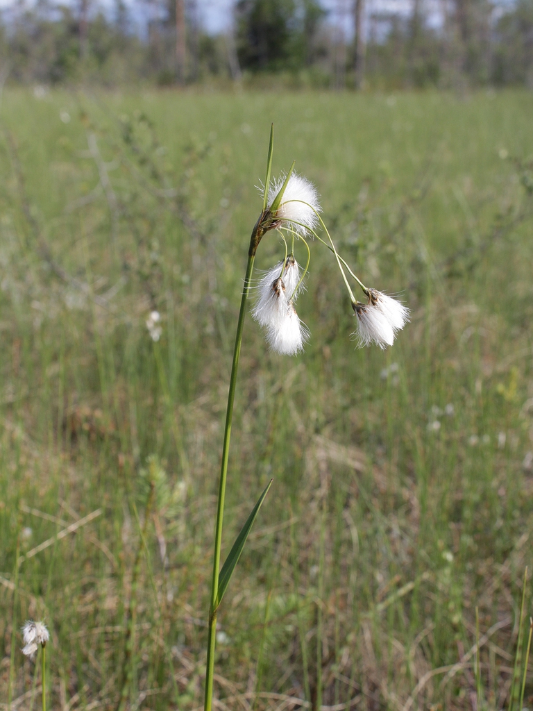 Eriophorum latifolia