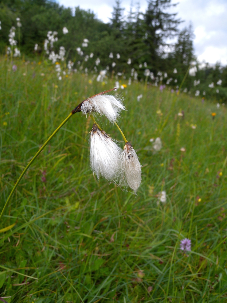 Woolly flowers