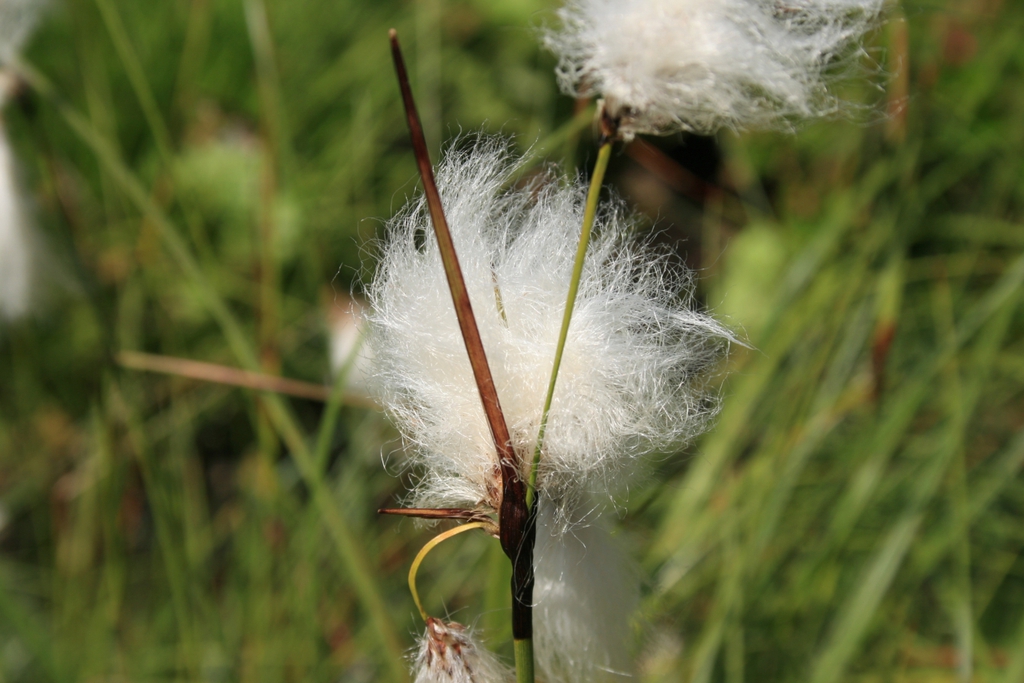 Eriophorum latifolia wool