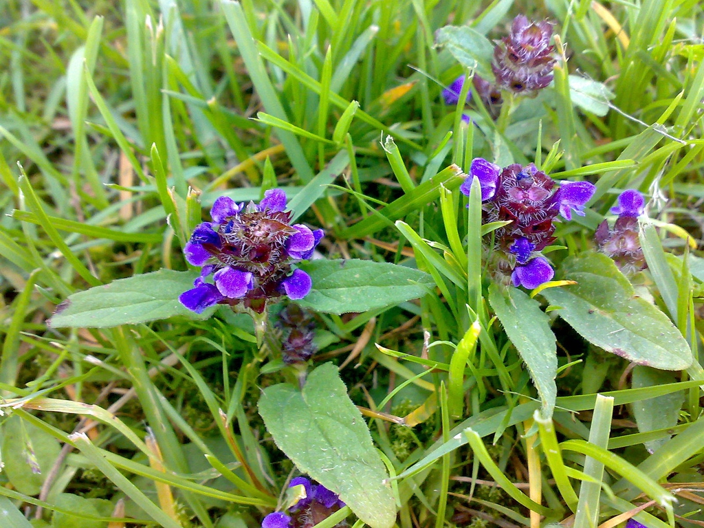 Prunella vulgaris