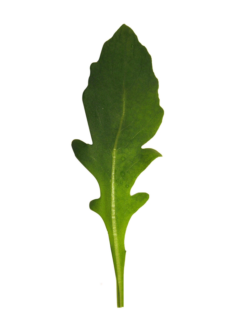 Eruca vesicaria