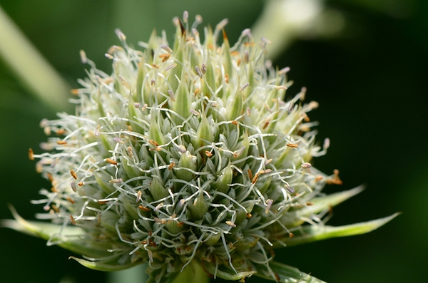 Eryngium yuccifolium