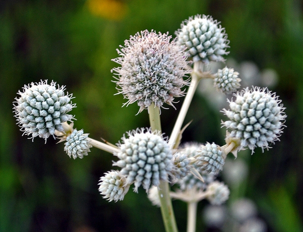 Rounded whitish flowers