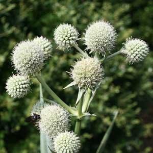 rounded whitish flowers