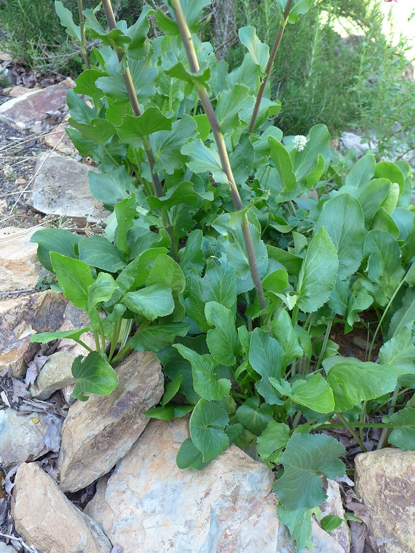 rosettes of broad leaves.
