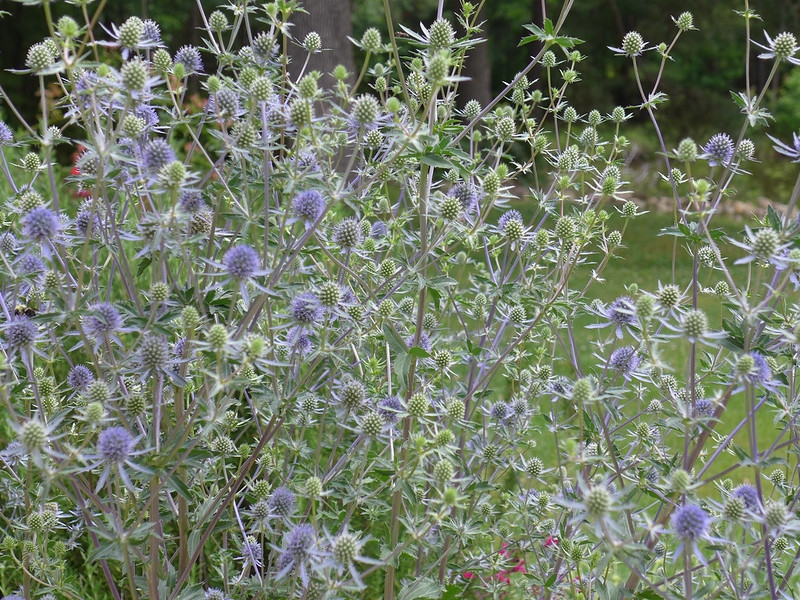 Small blue flowers in round heads surrounded by blue bracts.