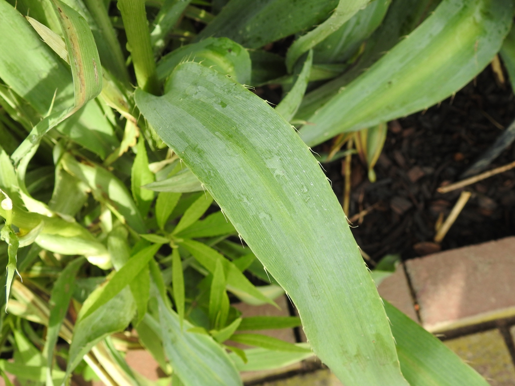 Green sword-shaped leaf