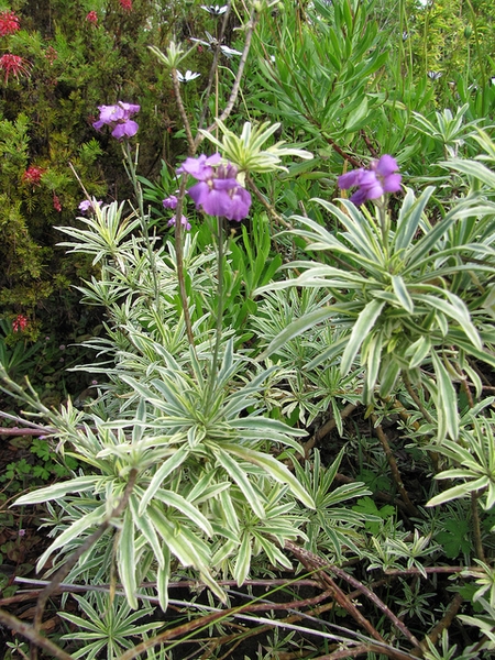 Leaves of E. 'Variegatum'