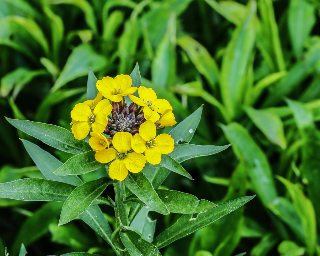 Flower with leaves