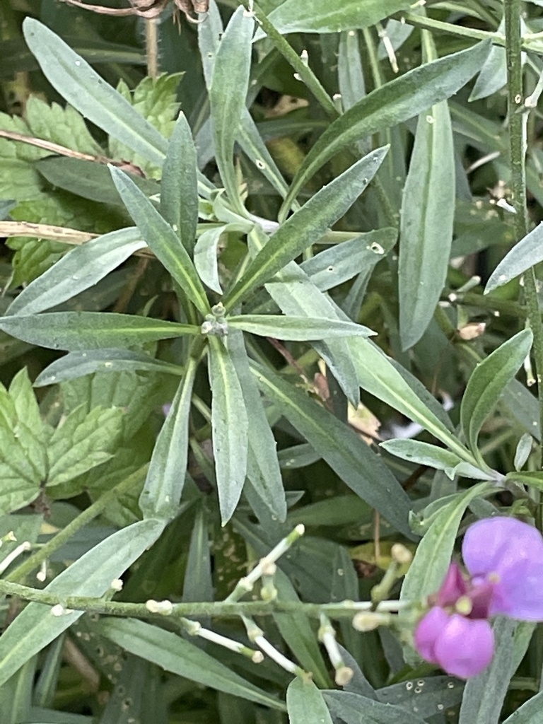Leaves