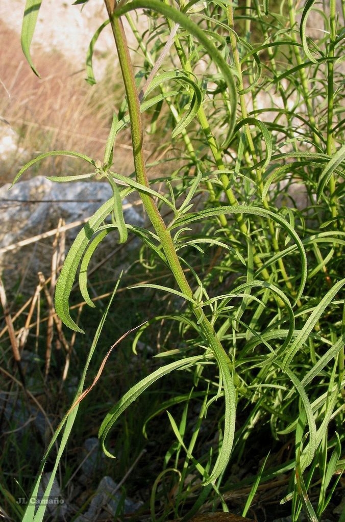 Stem and leaves