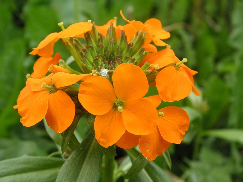 Flower closeup x marshallii