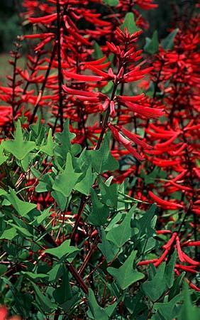 Erythrina herbacea