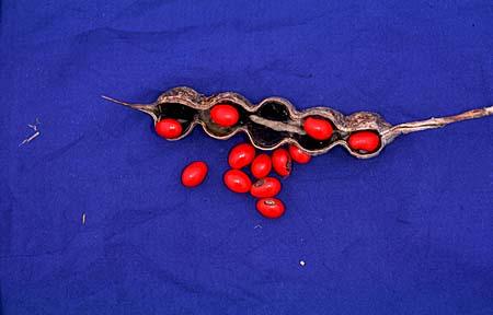 Erythrina herbacea