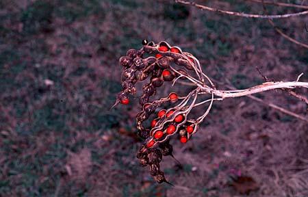 Erythrina herbacea
