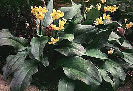 Erythronium 'Pagoda'