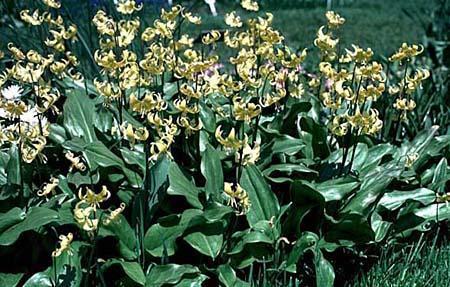 Erythronium 'Pagoda'