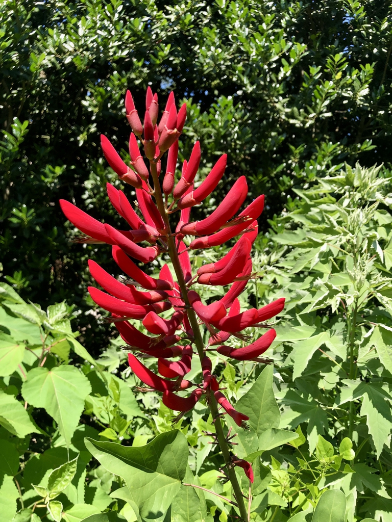 hybrid flower