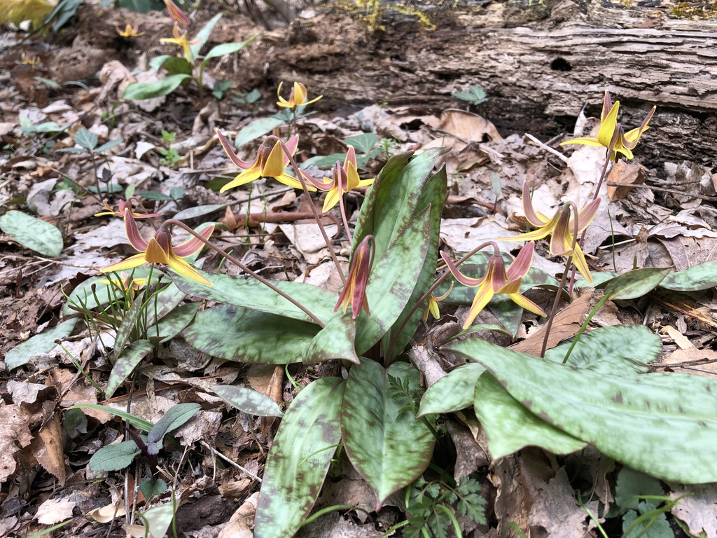 habit, spring, Haywood County, NC