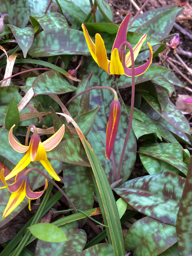flower, spring, Haywood County, NC