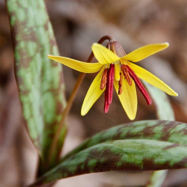 Erythronium americanum