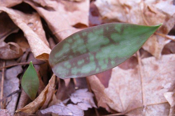 Erythronium americanum
