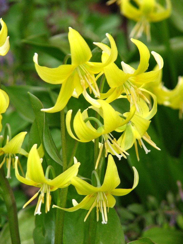 leaves and flowers