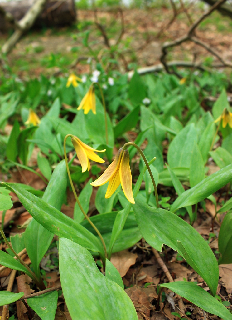 Erythronium americanum in a forest