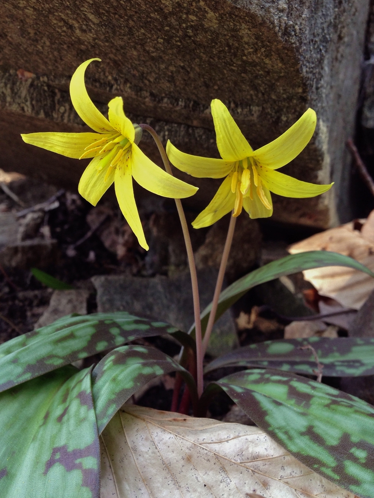 Erythronium americanum form