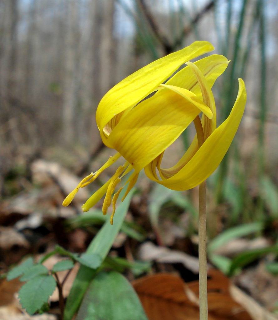 Erythronium_americanum flower