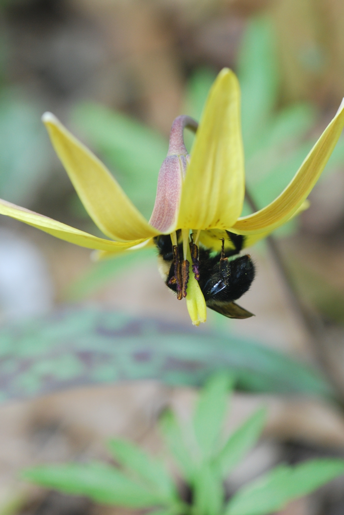 Erythronium americanum flower with bumblebee