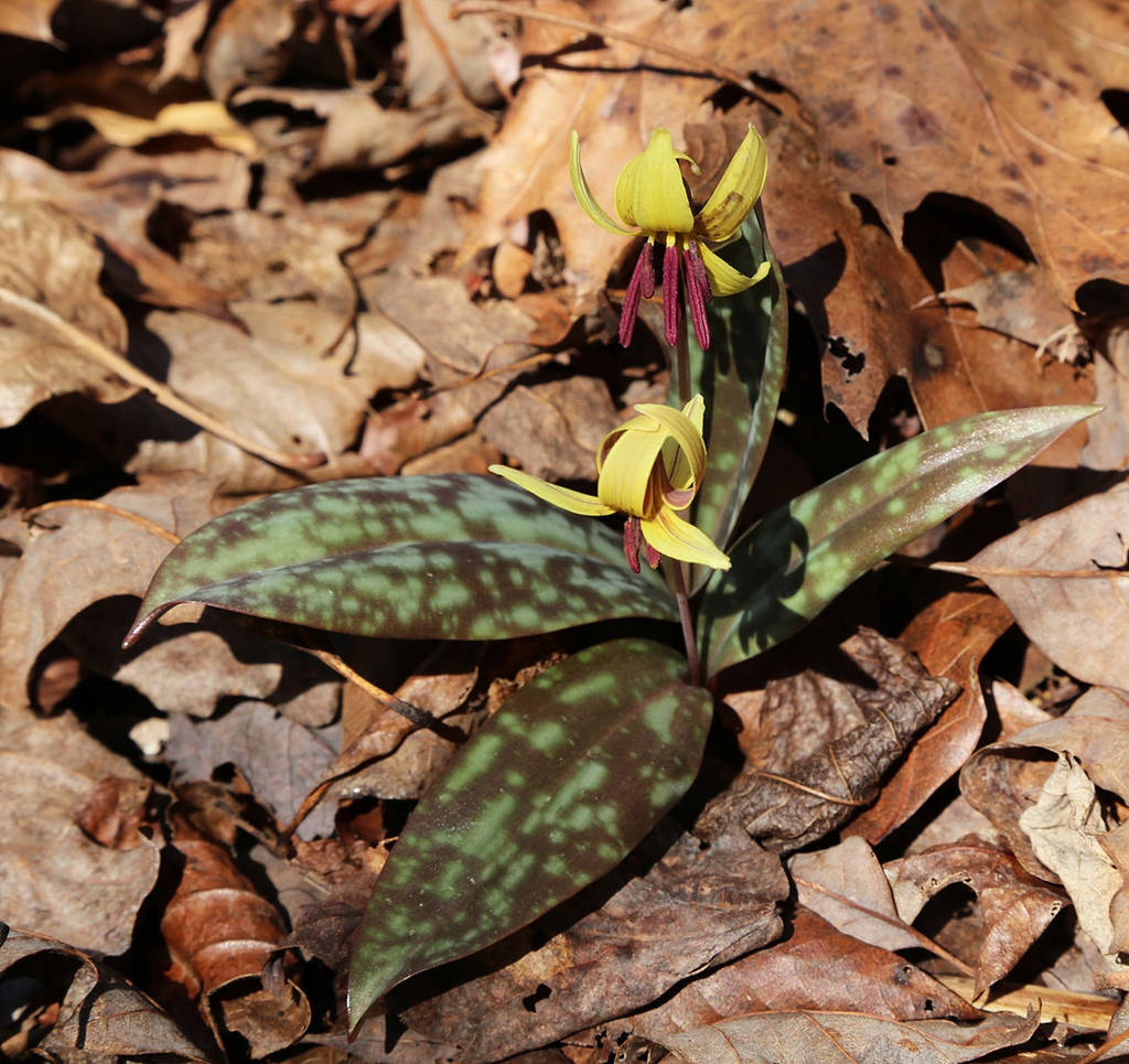 Leaves and flower