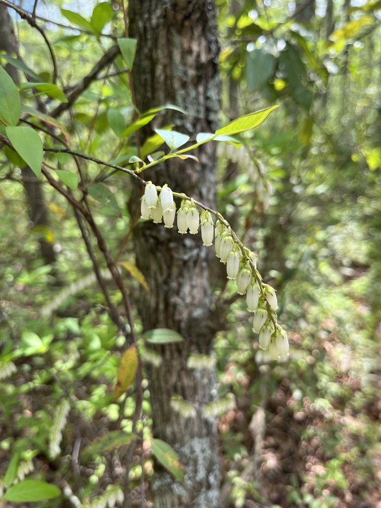 Raceme of pendulous white urn-shaped flowers with foliage.